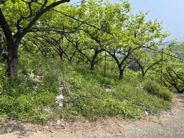台中市東勢區坪埔段休閒農地A
