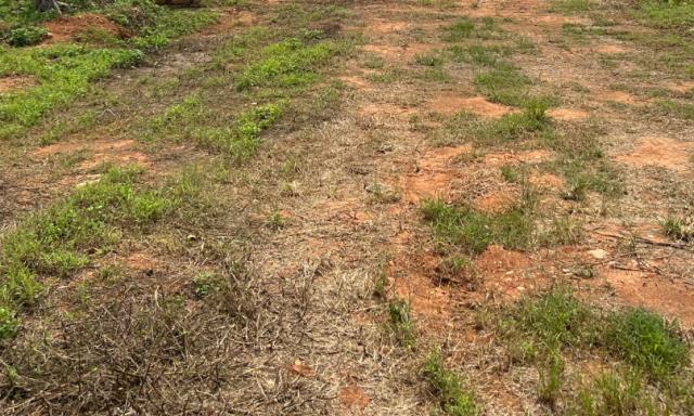 桃園觀音農地-1