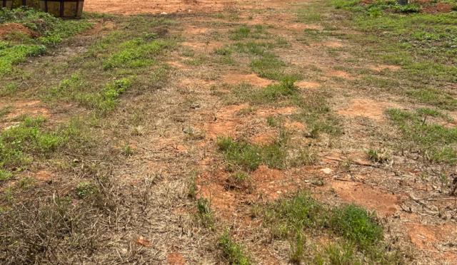 桃園觀音農地-2