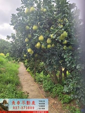 苗栗農地-3