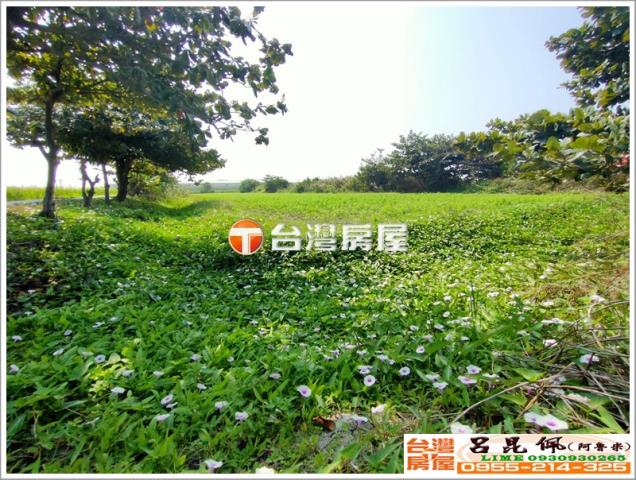 口湖農地-4