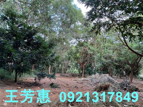 苗栗農地-3