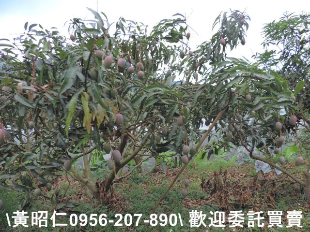 玉井農地-10