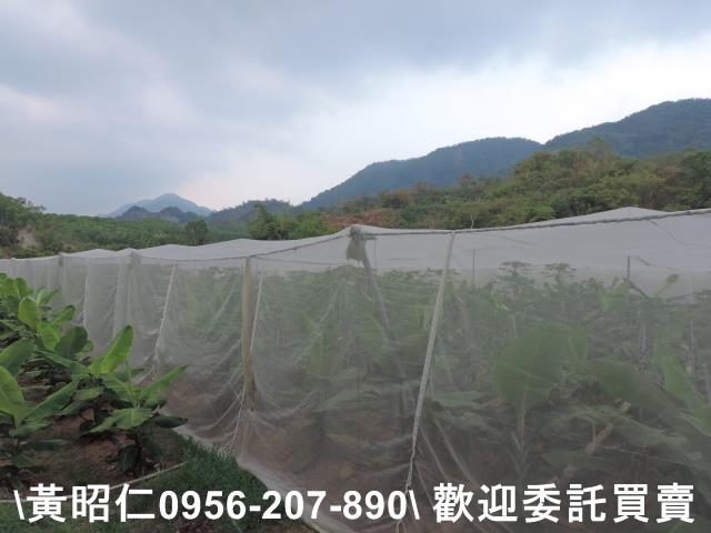 玉井農地-0