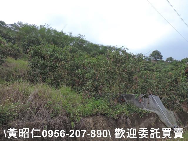 玉井農地-3