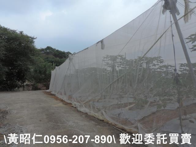 玉井農地-7