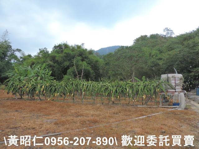 玉井農地-8