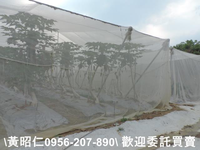台南農地-5