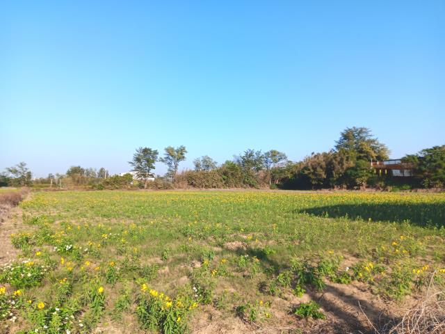 桃園新屋農地-1