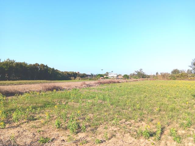 桃園新屋農地-4