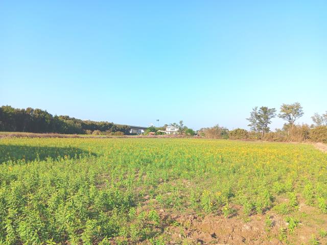 桃園新屋農地-5