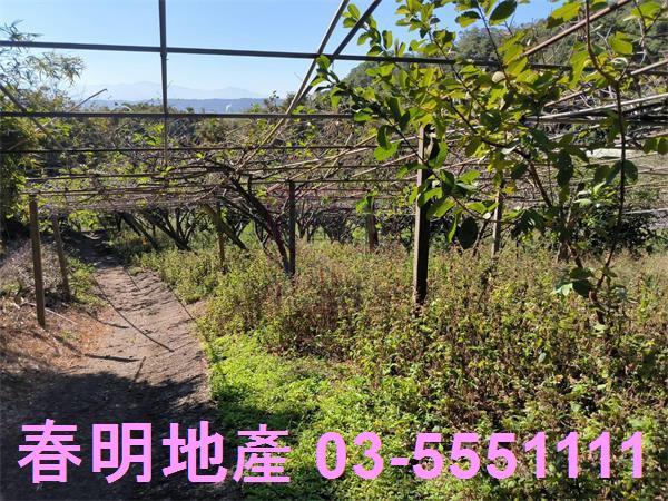 新竹新埔農地-4