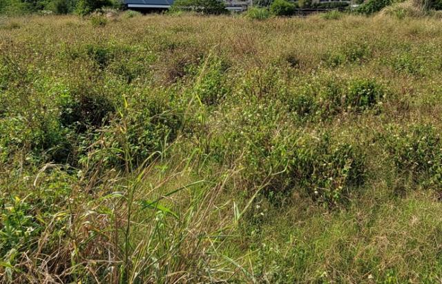 桃園大園工業地-2