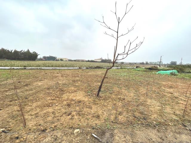 桃園新屋農地-6
