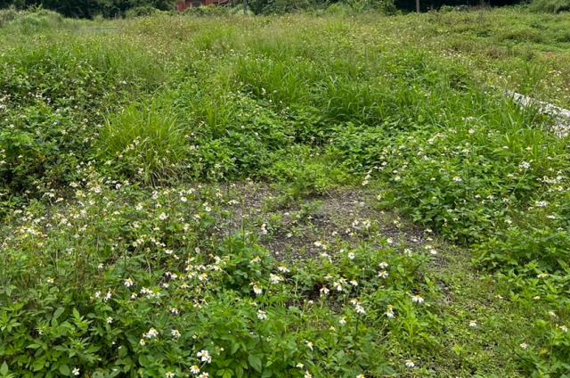 桃園新屋工業地-1