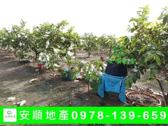 台東太麻里農地-1
