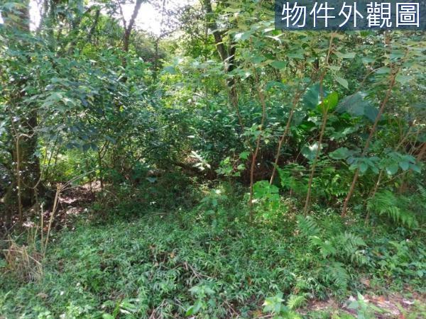 三芝農地-2