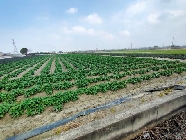 彰化埔鹽農地-7