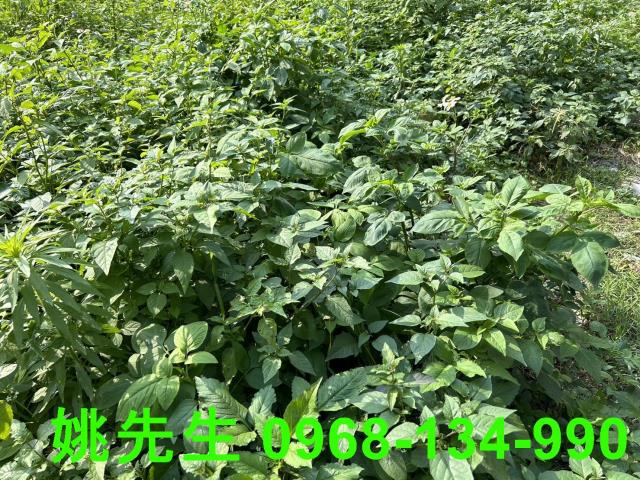 新北八里工業地-0