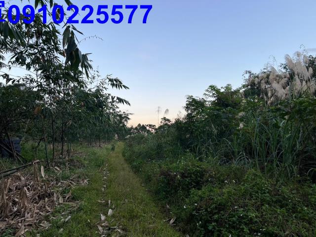 員山農地-3