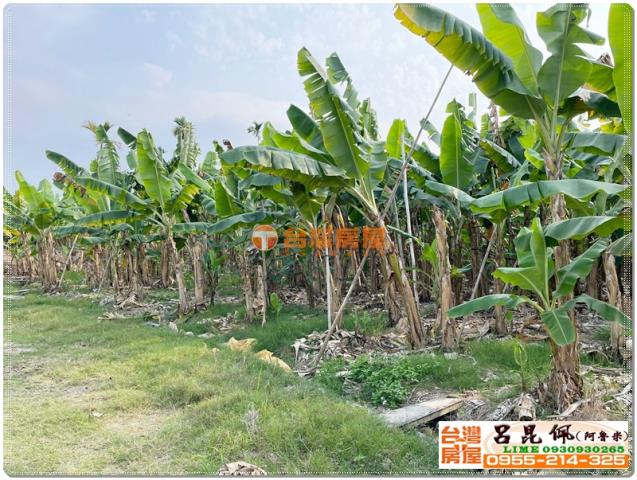 竹崎農地-6