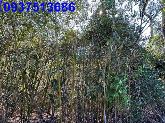 苗栗農地-14