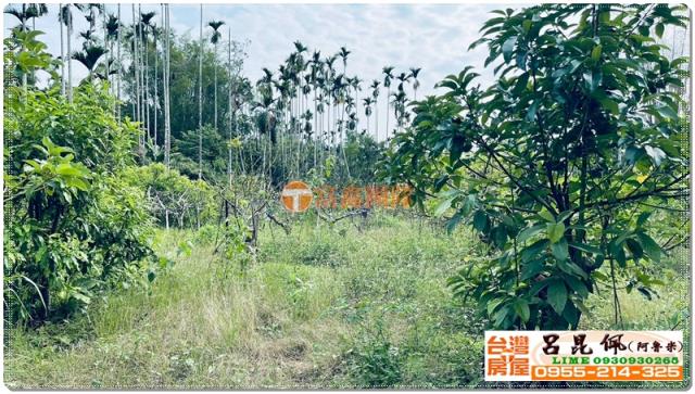 竹崎農地-2