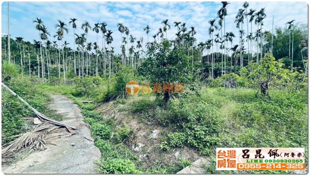 竹崎農地-4