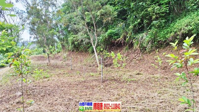 新竹竹東農地-11