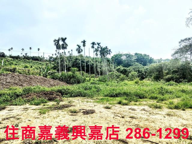 竹崎農地-6