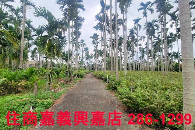 嘉義中埔農地-6