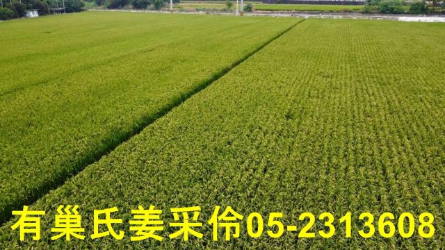 民雄農地-13