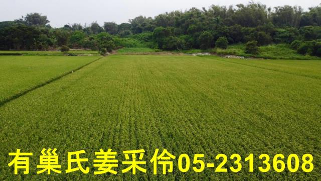 民雄農地-14