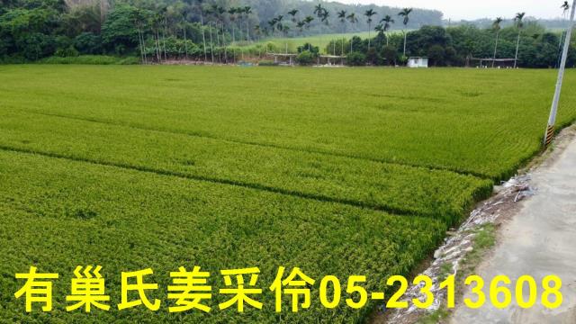 民雄農地-7