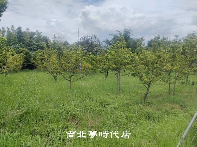 台南六甲農地-10