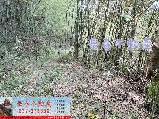 8F280頭屋景觀優質林地