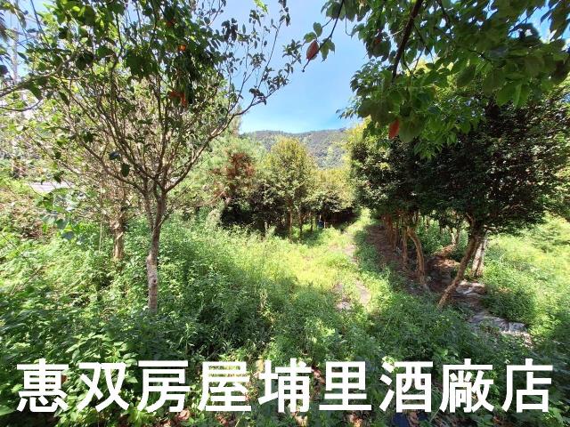 埔里農地-5