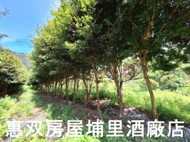 埔里農地-6