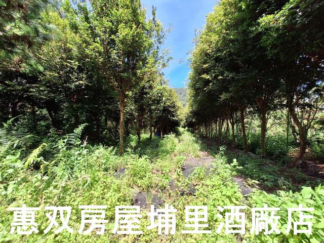 埔里農地-7
