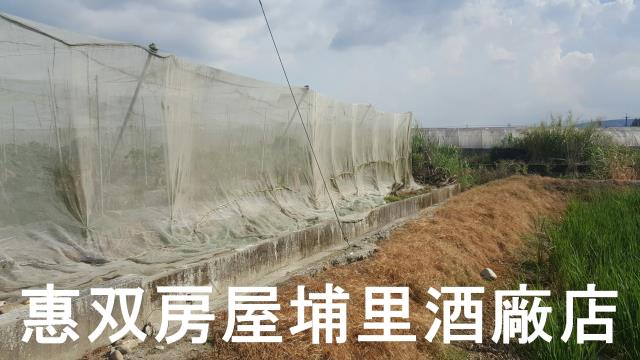埔里農地-4