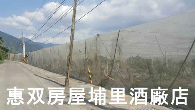 埔里農地-5