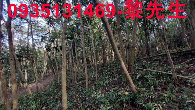 苗栗農地-9