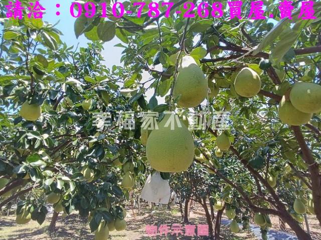 台南麻豆農地-6