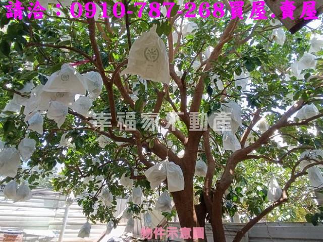 台南麻豆農地-7