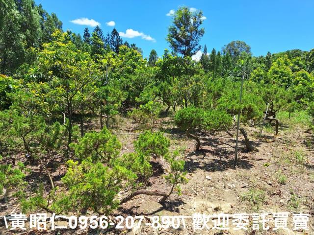 台南山上農地-9