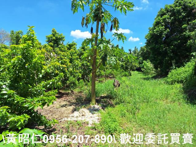 台南山上農地-2
