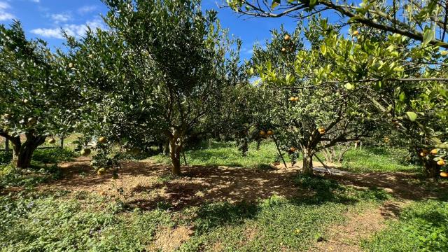 新竹峨眉農地-10