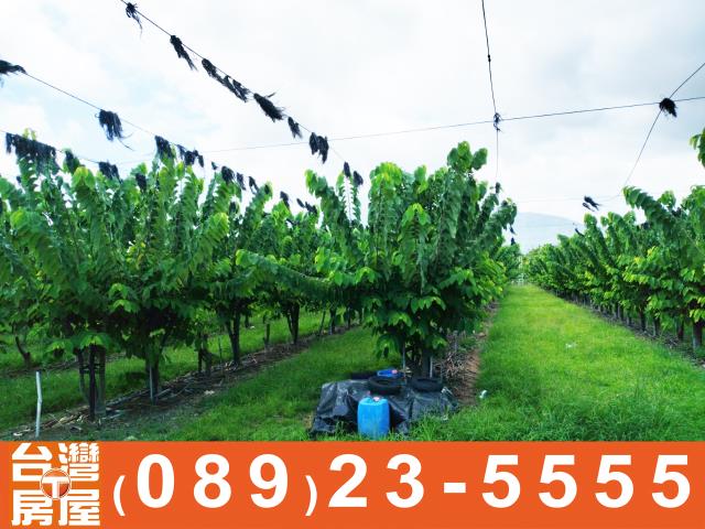 台東農地-2