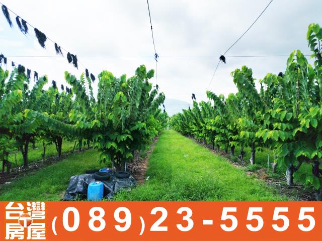 台東農地-7
