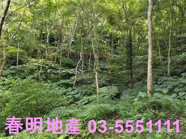 新竹橫山農地-9
